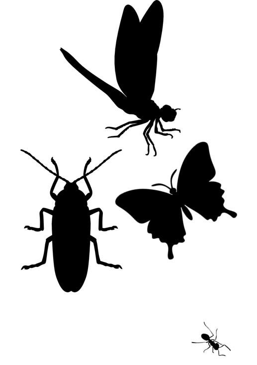 Insects