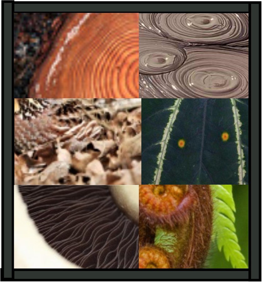 DISCOVER - Patterns In Nature