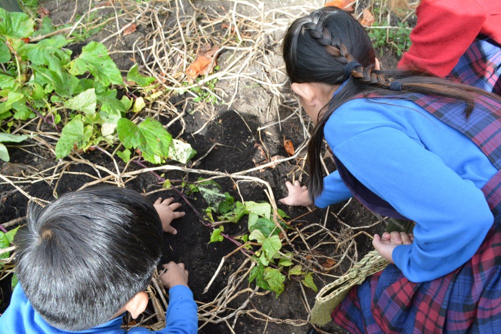 Māra Kai – A Traditional Māori Garden