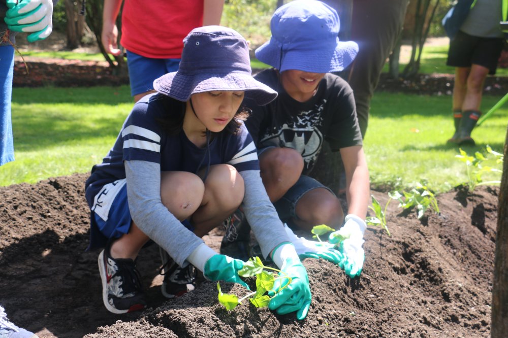 Māra Kai – A Traditional Māori Garden
