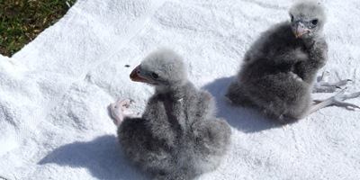 Two chicks 19 Sep 15