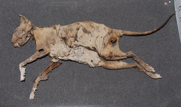 Prop – Mummified cat, Collection of Rotorua Museum Te Whare Taonga O Te Arawa.