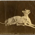 The mummified cat from Tarawera eruption, found at Wairoa 1901 by C. Crowther, Rotorua