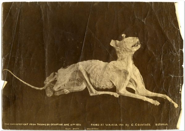 The mummified cat from Tarawera eruption, found at Wairoa 1901 by C. Crowther, Rotorua