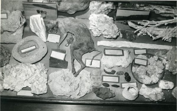 Photograph of museum display consisting of a dried cat and what appear to be sinter samples, 1940-1960, unknown photographer, Rotorua Museum Te Whare Taonga o Te Arawa 